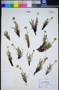Ivesia gordonii image