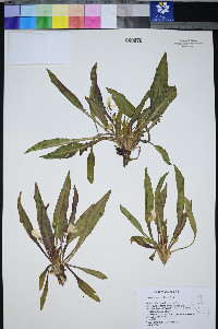 Taraxia subacaulis image