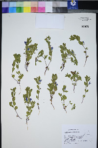 Scutellaria angustifolia image