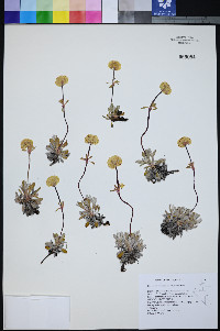 Eriogonum douglasii var. elkoense image