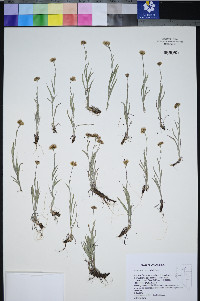 Antennaria stenophylla image