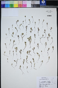Polygonum polygaloides image
