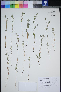 Lagophylla ramosissima image