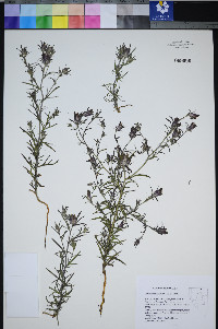 Cordylanthus capitatus image