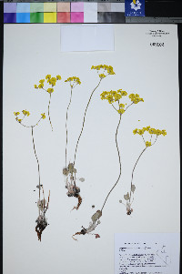 Eriogonum strictum var. anserinum image