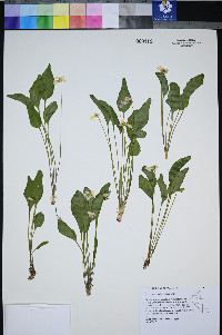 Viola praemorsa image