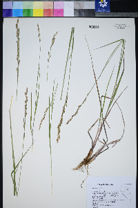 Melica bulbosa image