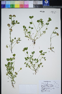 Trifolium cyathiferum image