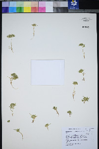 Navarretia leucocephala var. minima image