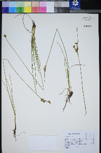 Juncus trilocularis image