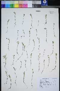 Madia exigua image