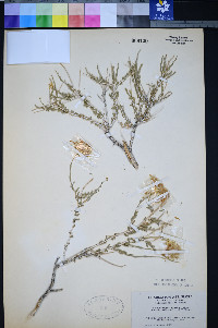 Acamptopappus shockleyi image