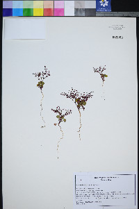 Johanneshowellia crateriorum image