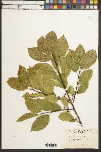 Rhamnus alnifolia image