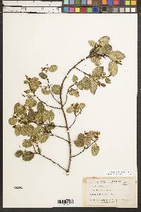 Rhamnus ilicifolia image