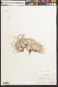 Eriogonum mancum image