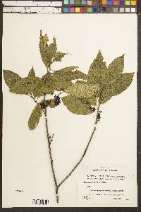 Rhamnus alnifolia image