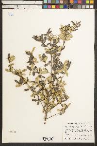 Karwinskia oblongifolia image