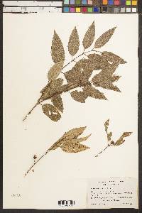 Media resource of Karwinskia calderonii