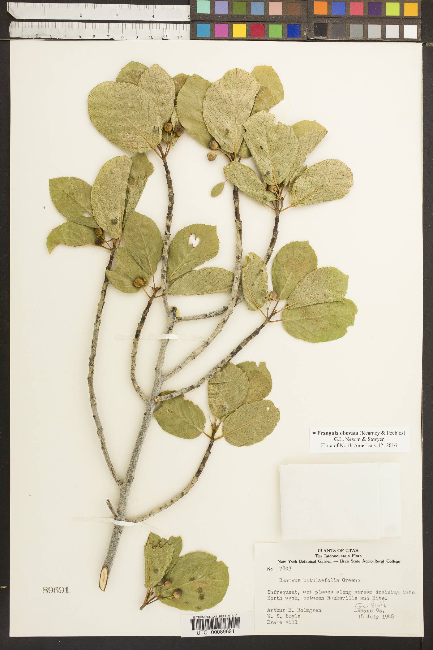 Frangula obovata image
