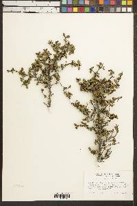 Rhamnus crocea image