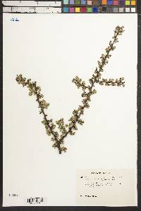 Cotoneaster apiculatus image