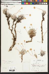 Eriogonum scopulorum image