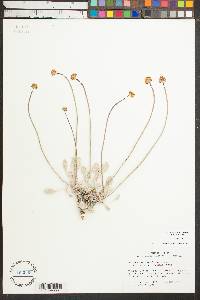 Eriogonum calcareum var. calcareum image