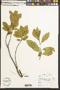 Rhamnus alnifolia image