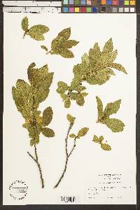 Rhamnus alnifolia image