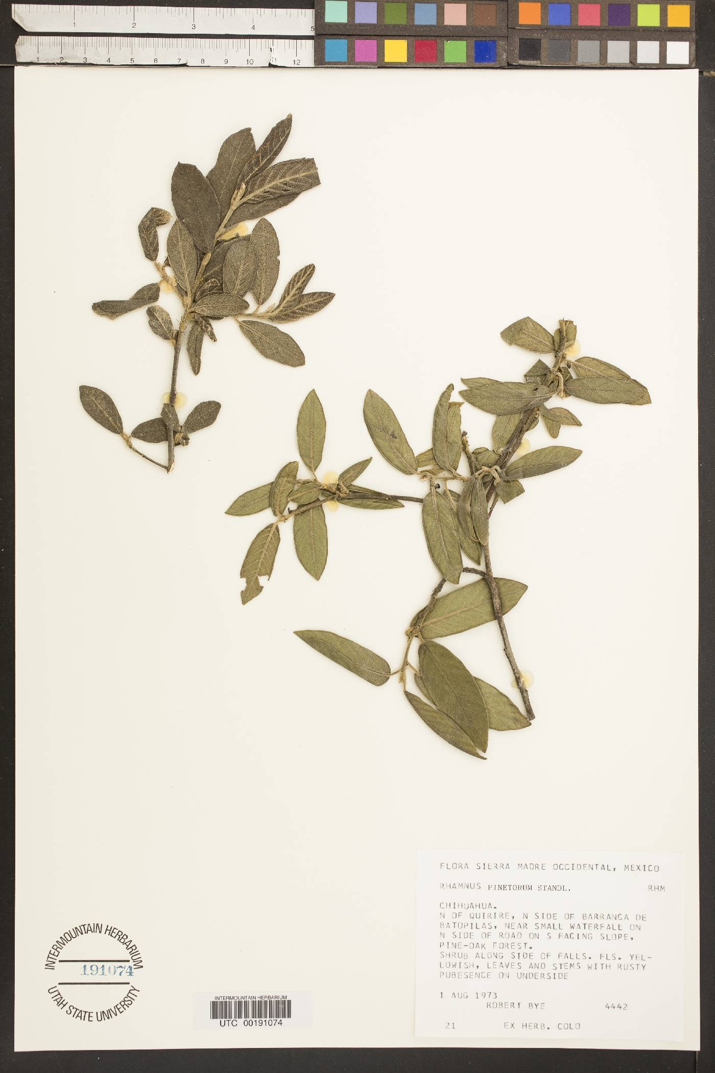 Rhamnus pinetorum image