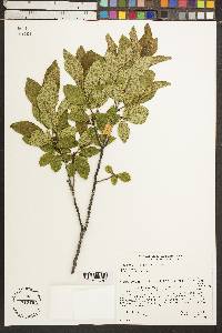 Rhamnus alnifolia image