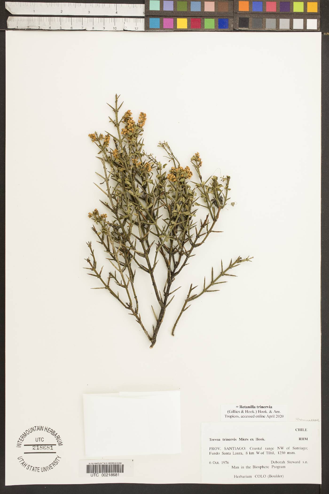 Retanilla trinervia image