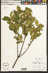 Rhamnus alnifolia image