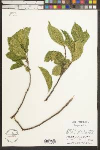 Rhamnus alnifolia image