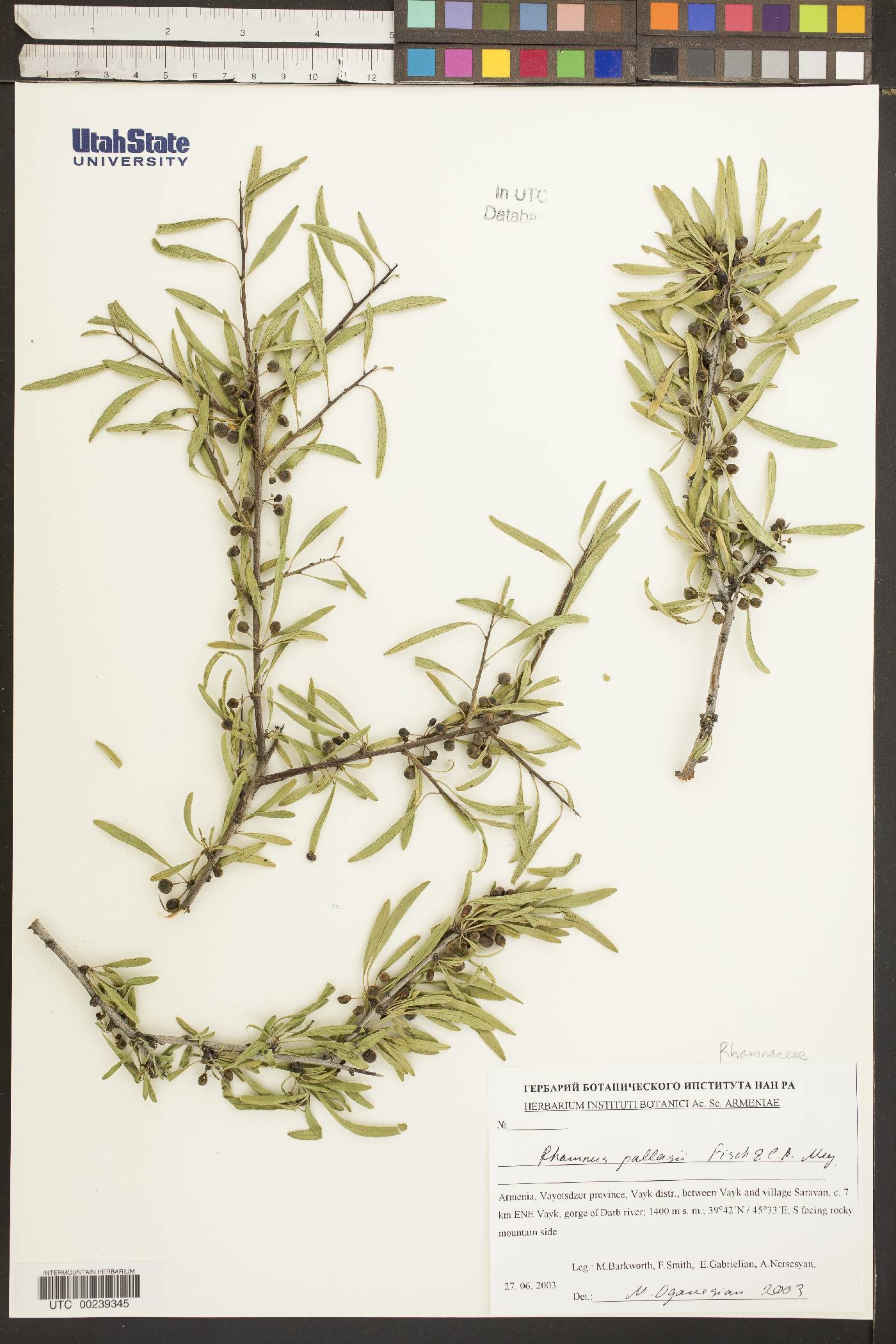 Rhamnus pallasii image
