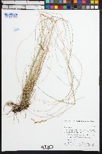 Festuca versicolor image