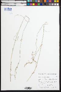 Poa nemoralis subsp. nemoralis image