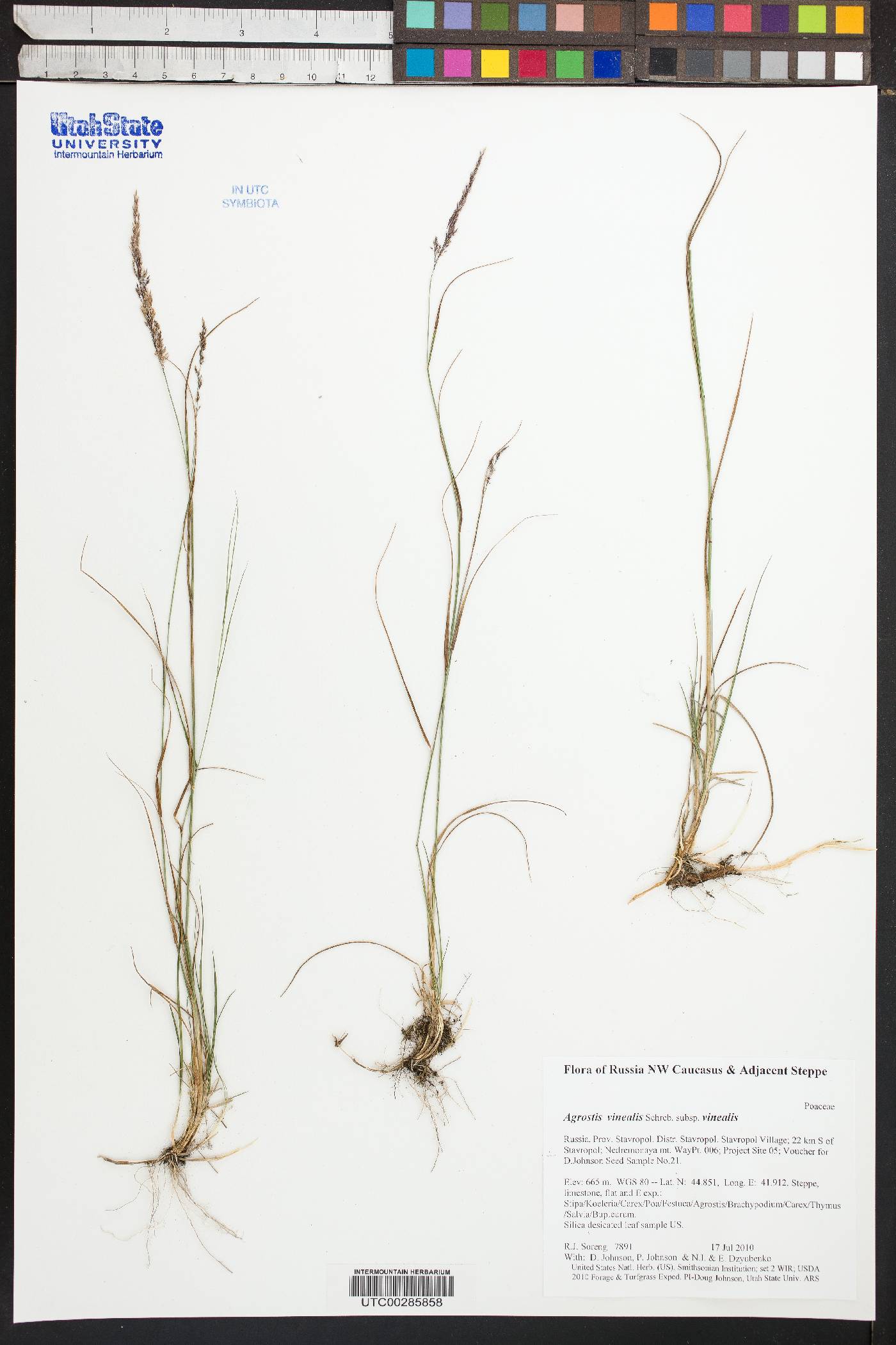 Agrostis vinealis subsp. vinealis image