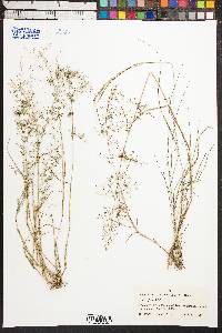 Eragrostis nigricans image