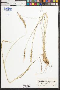 Elymus angulatus image