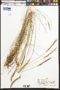 Elymus angulatus image