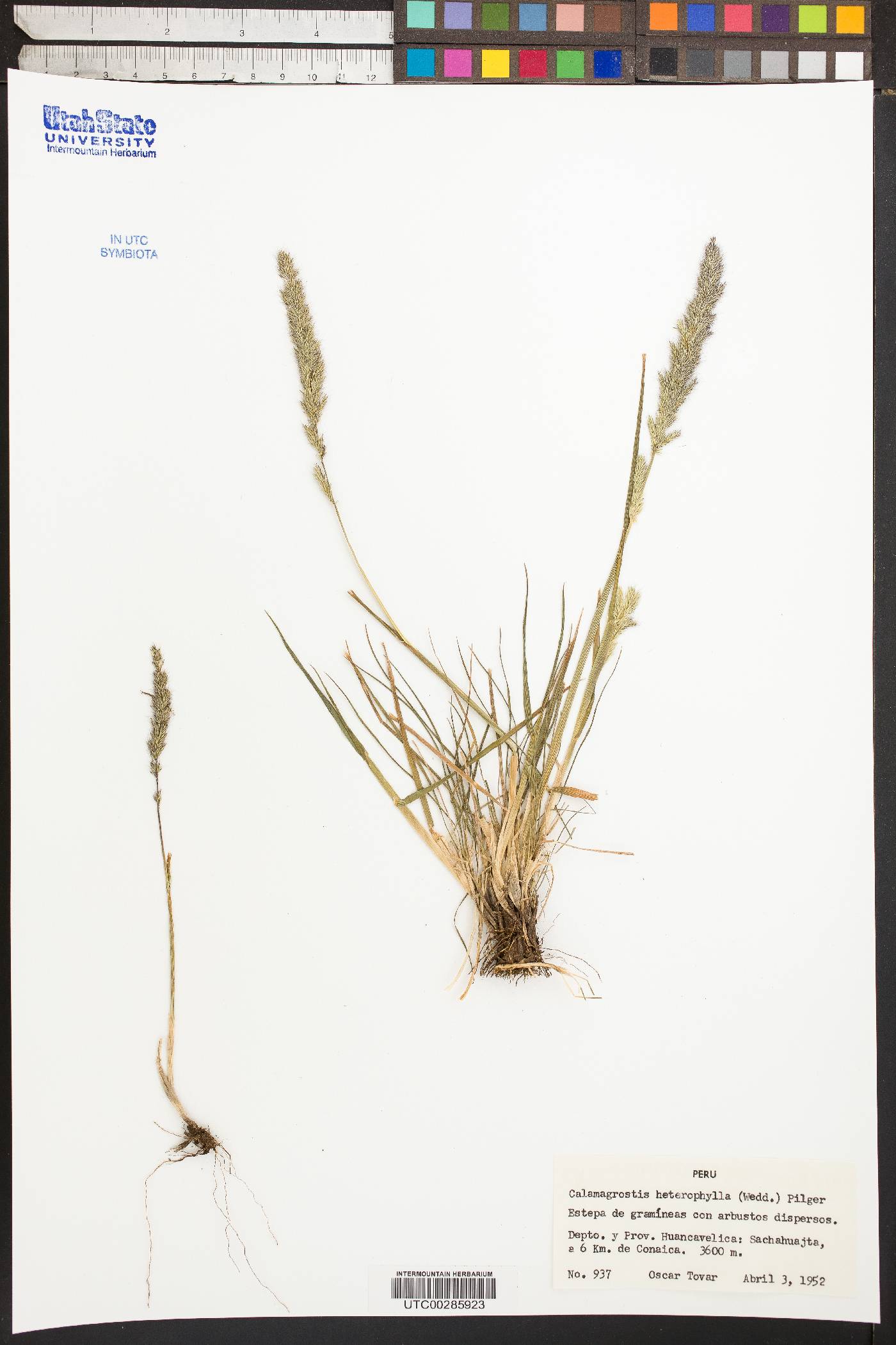 Calamagrostis heterophylla image