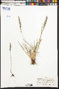 Calamagrostis heterophylla image