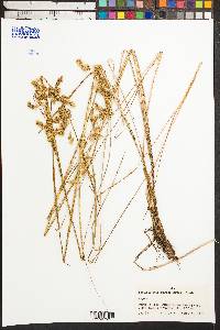 Calamagrostis eminens image