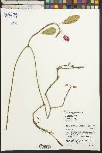 Persicaria amphibia subsp. laevimarginata image