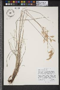 Bromus anomalus image