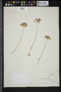 Allium acuminatum image