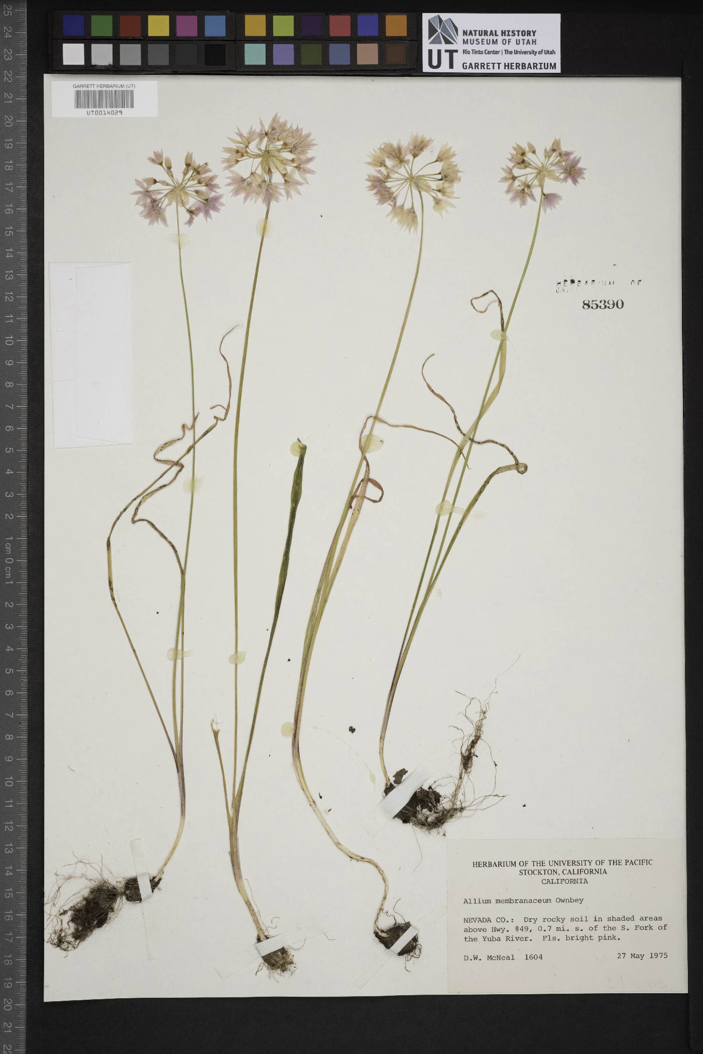 Allium membranaceum image