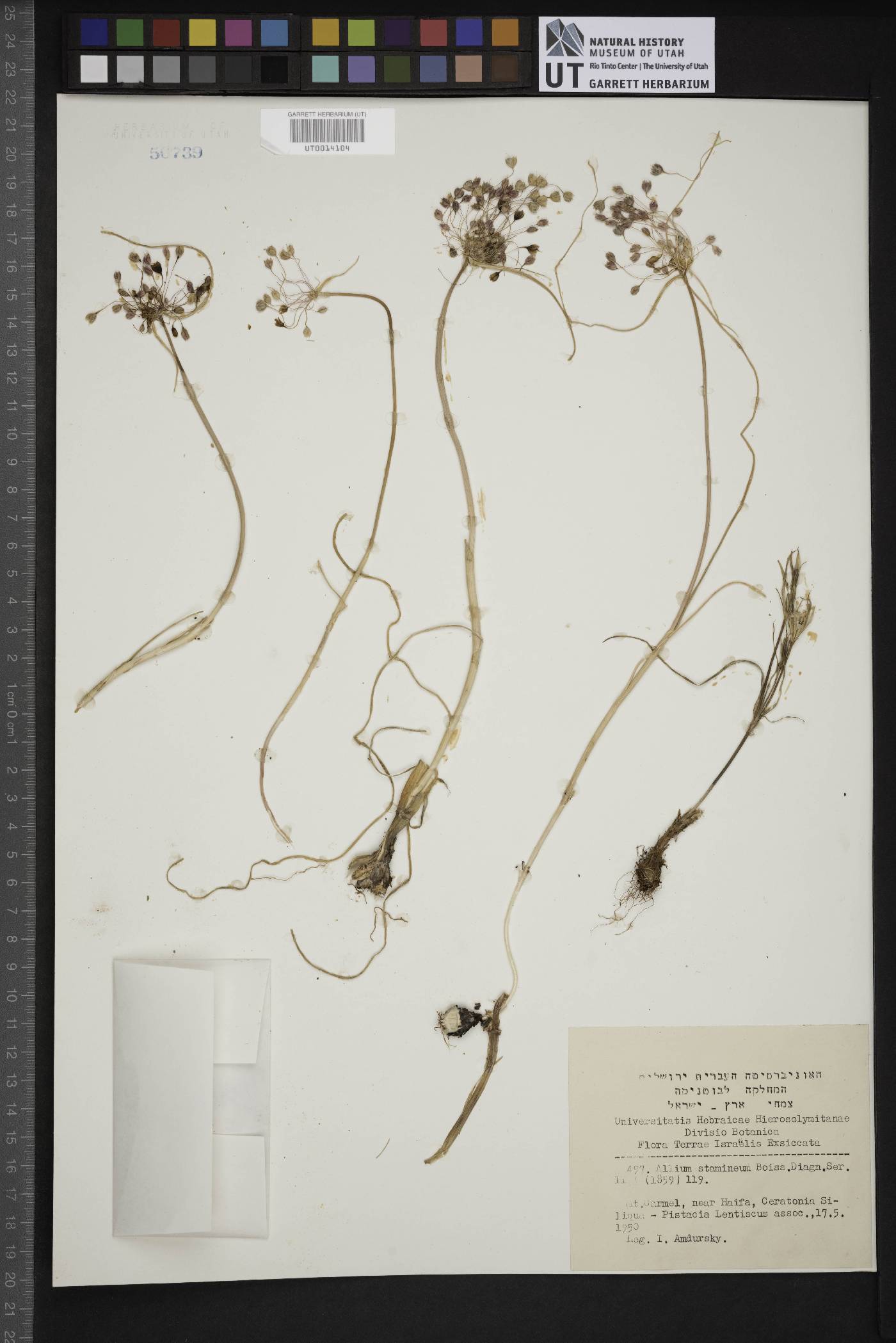 Allium stamineum image
